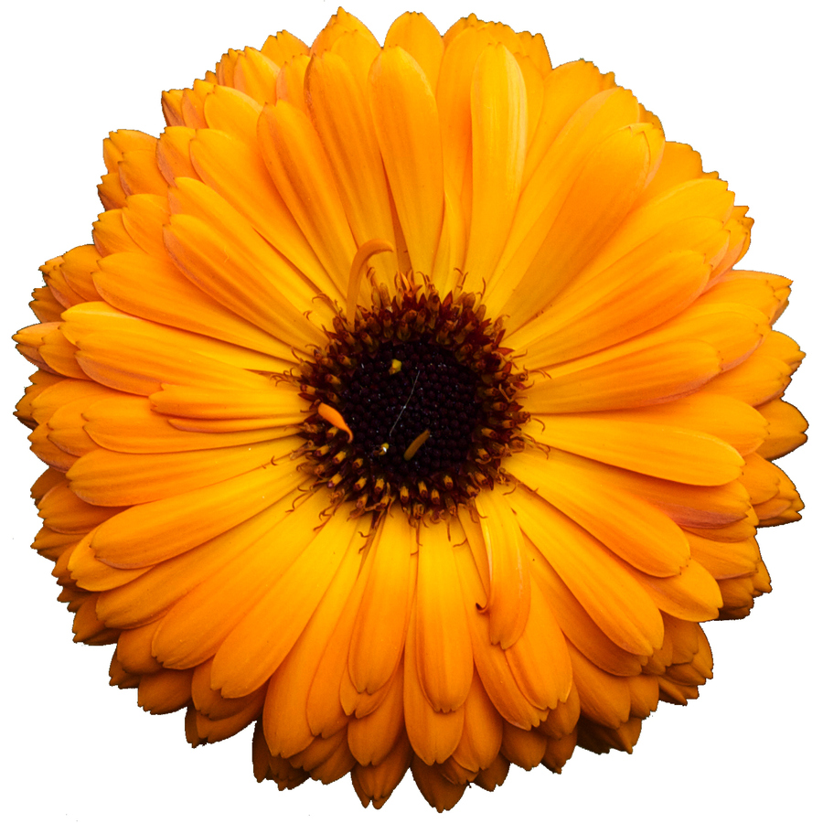 Как правильно обрезать плодовые деревья. Зачем обрезают плодовые ...