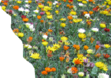 сад и огород справочник