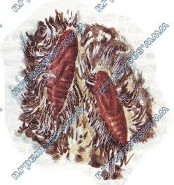 белая бабочка личинка фото