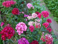 календарь работ в июне