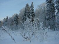 календарь работ в саду ноябрь