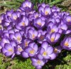 Первоцветы Первоцветы