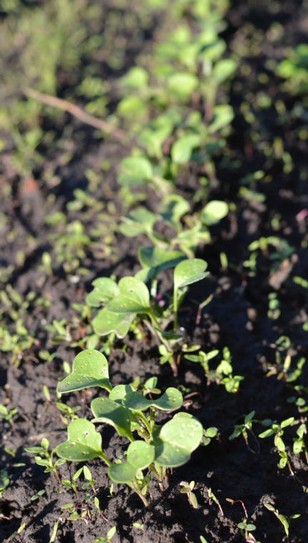 Репа - выращивание, уход, размножение, полив, удобрение, срок посадки,схема посадки репы - SADURAD