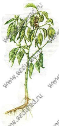 болезни перца томата фото