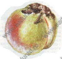 фруктовая полосатая моль